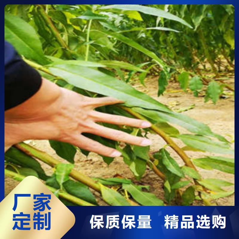 李子苗桃树苗闪电发货