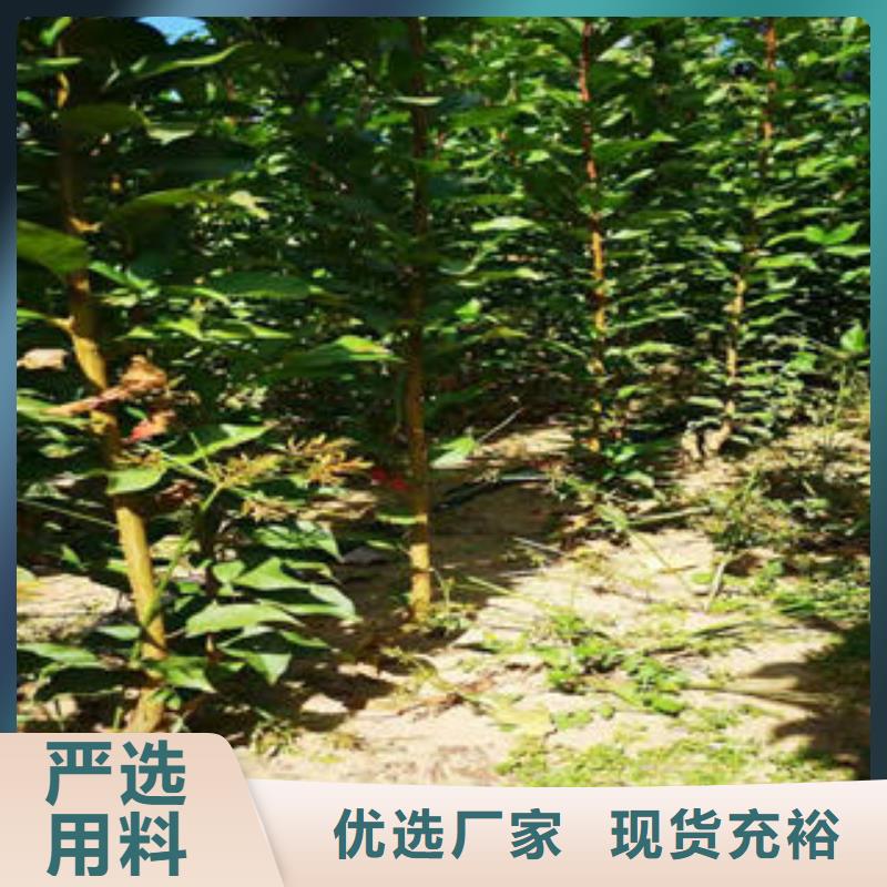 李子苗板栗苗您想要的我们都有