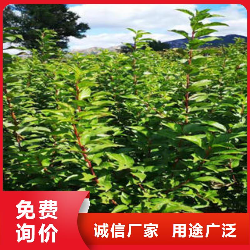 李子苗-花椒苗多年實(shí)力廠家
