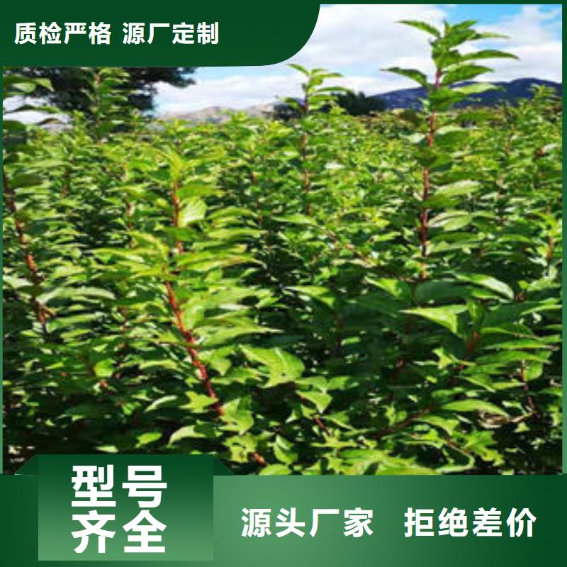 李子苗-花椒苗多年實(shí)力廠家