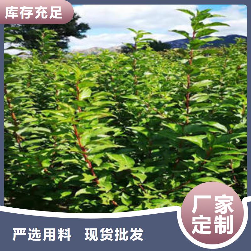 李子苗核桃苗好货直供