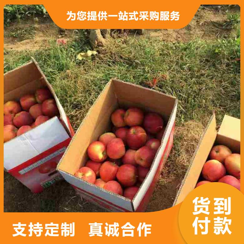 苹果苗认准大品牌厂家