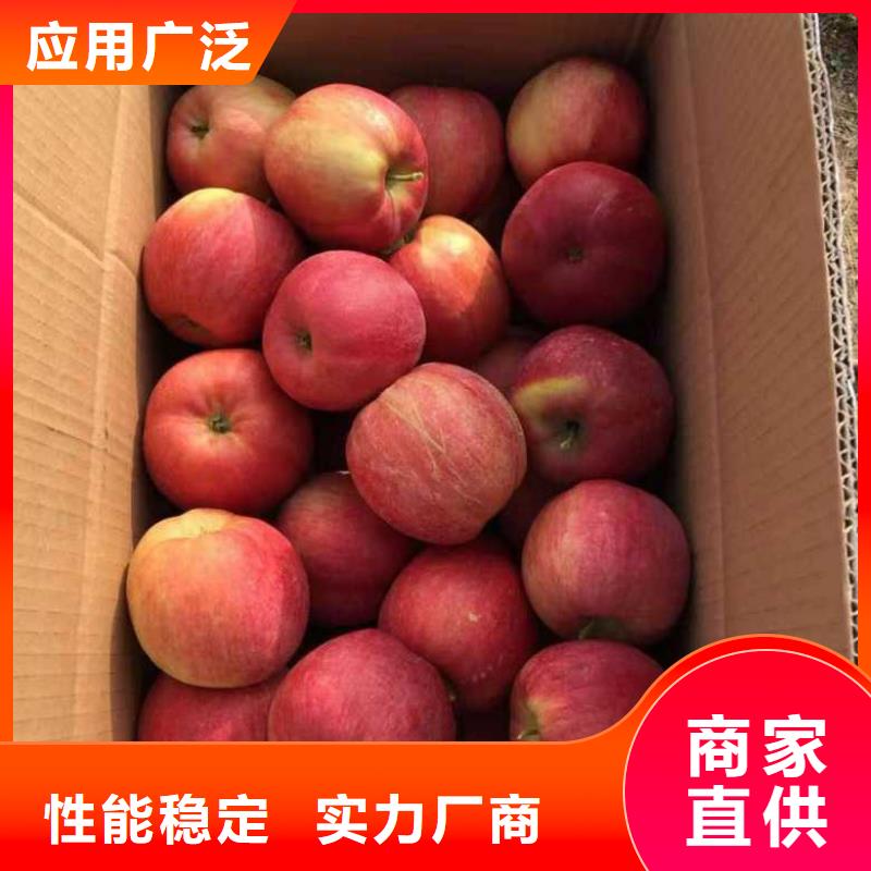 苹果苗,梨树苗精挑细选好货