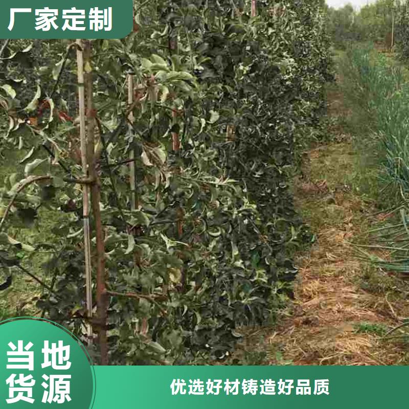 苹果苗,梨树苗精挑细选好货