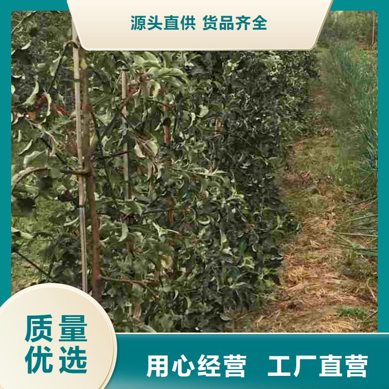 苹果苗葡萄苗多年经验值得信赖