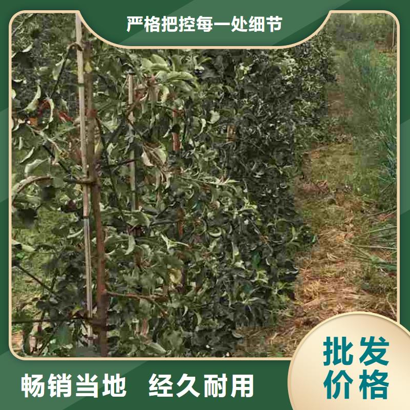 苹果苗梨树苗专业供货品质管控