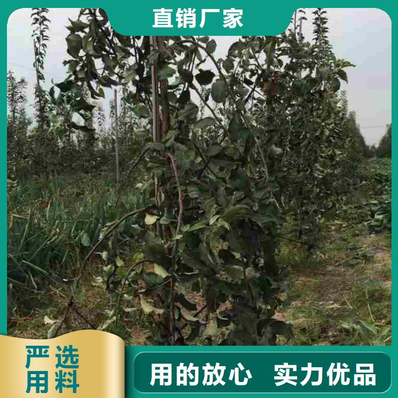 苹果苗梨树苗专业供货品质管控