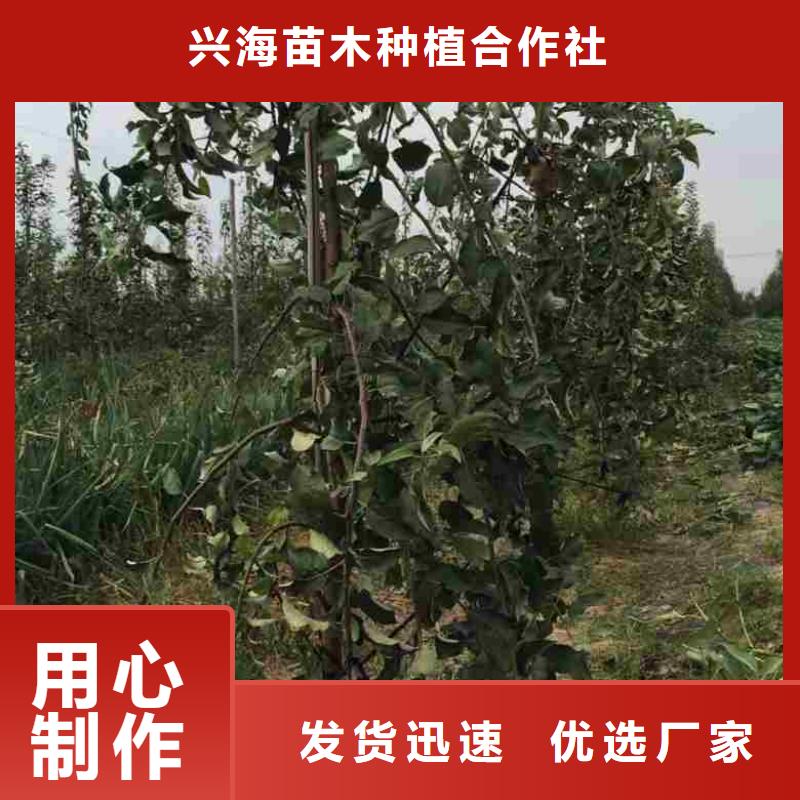 蘋果苗核桃苗歡迎來廠考察