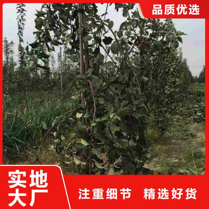 苹果苗梨树苗专业供货品质管控