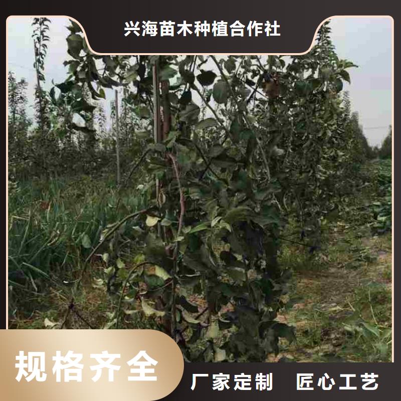蘋(píng)果苗,花椒苗一站式采購(gòu)商家