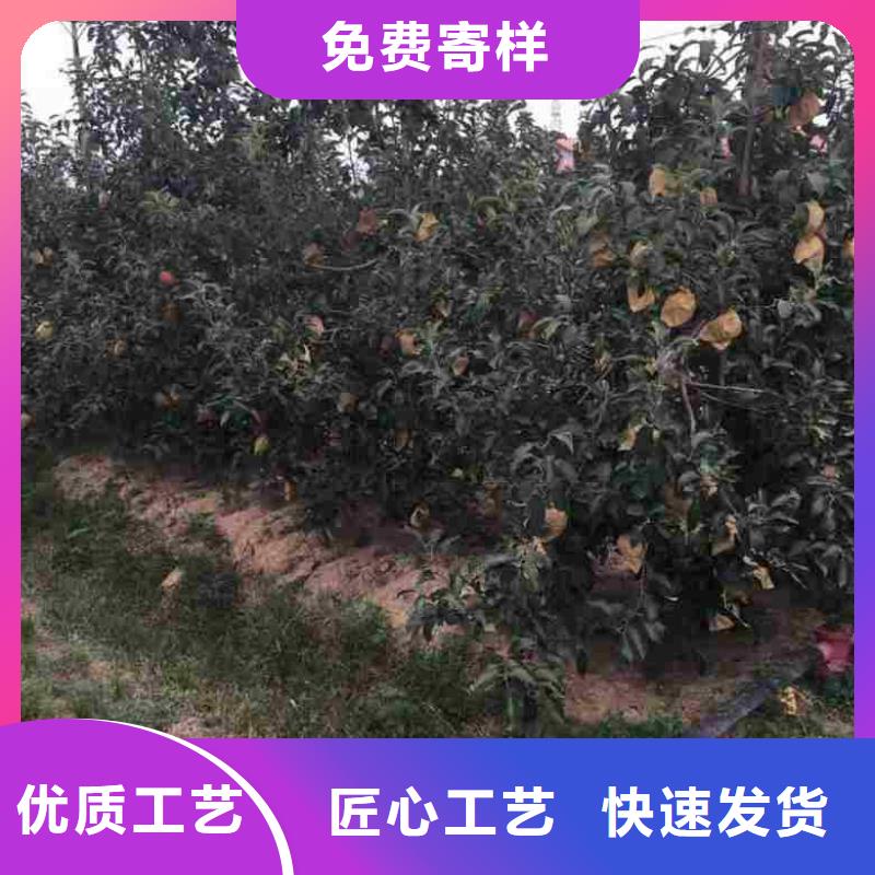 苹果苗梨树苗专业供货品质管控