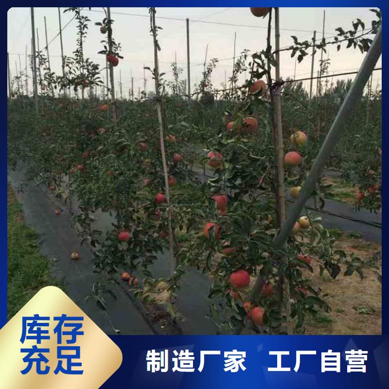苹果苗梨树苗专业供货品质管控