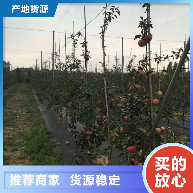 苹果苗认准大品牌厂家