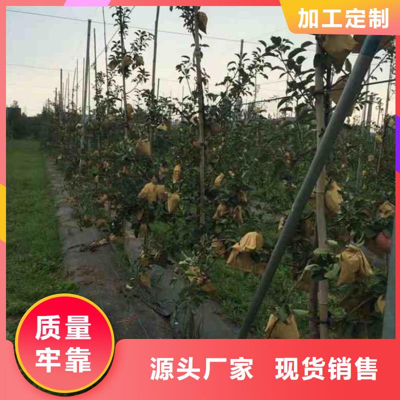 蘋果苗,梨樹苗高性價比