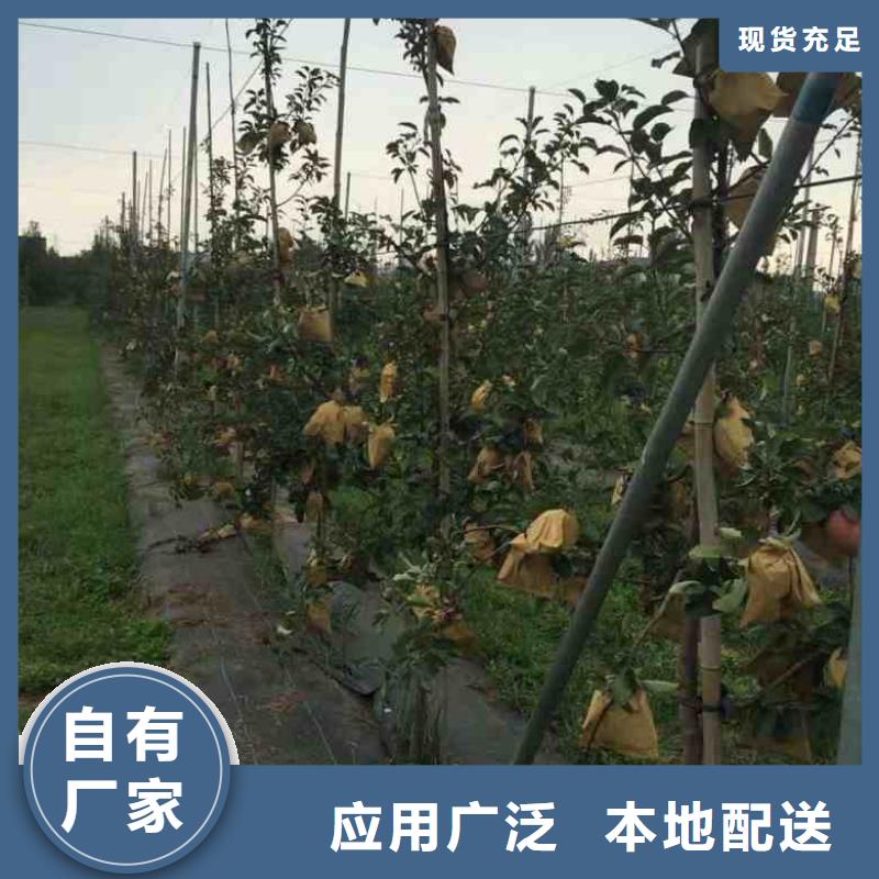 蘋果苗核桃苗歡迎來廠考察