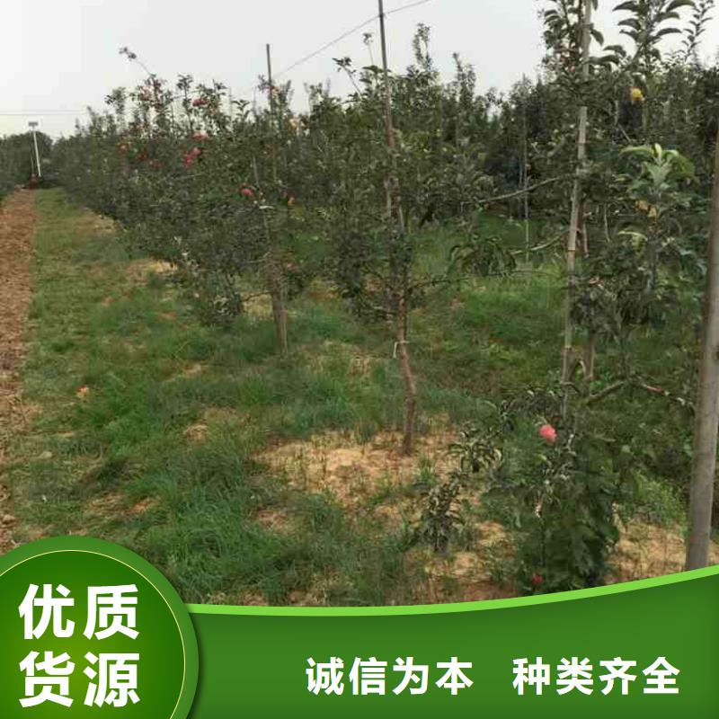 蘋果苗-板栗苗專業(yè)廠家