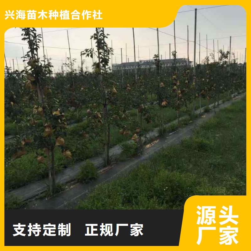 苹果苗核桃苗欢迎来厂考察