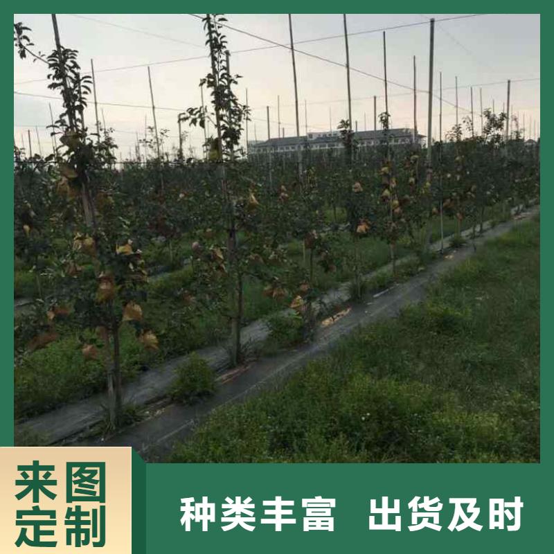 蘋(píng)果苗,梨樹(shù)苗精挑細(xì)選好貨
