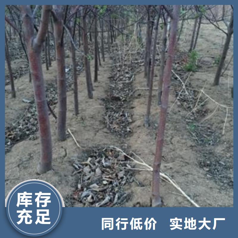 苹果苗认准大品牌厂家
