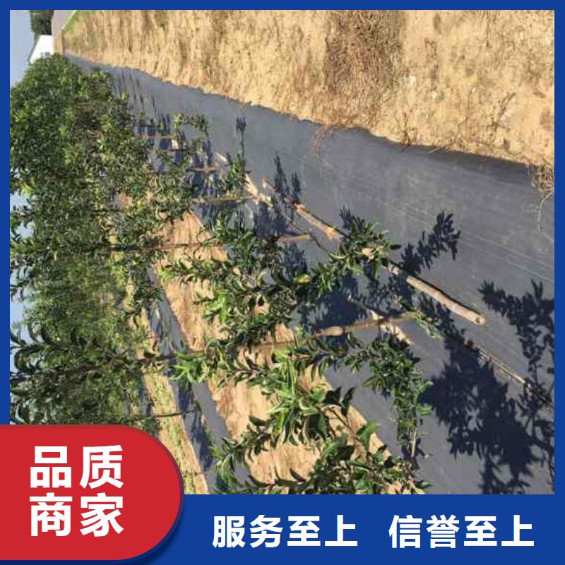 苹果苗梨树苗专业供货品质管控