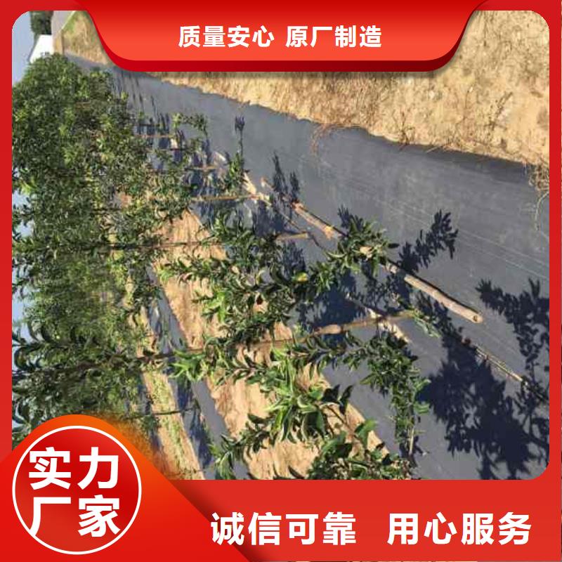 蘋(píng)果苗,花椒苗一站式采購(gòu)商家