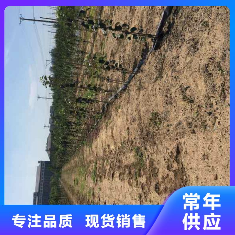 苹果苗,梨树苗精挑细选好货