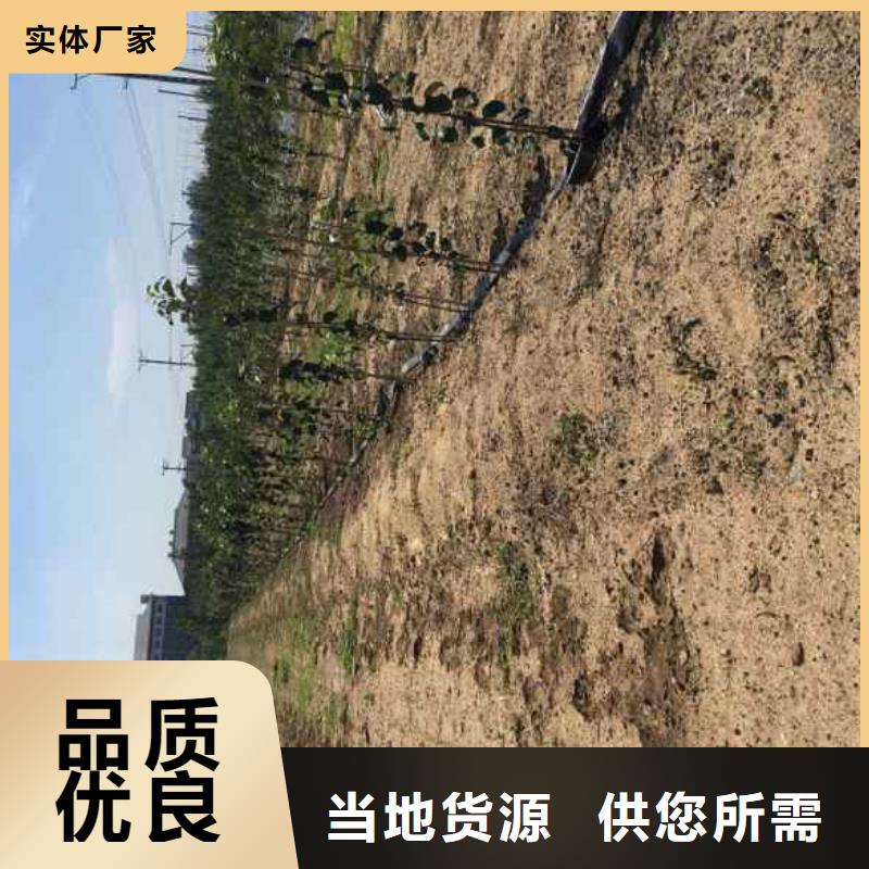 蘋(píng)果苗認(rèn)準(zhǔn)大品牌廠家
