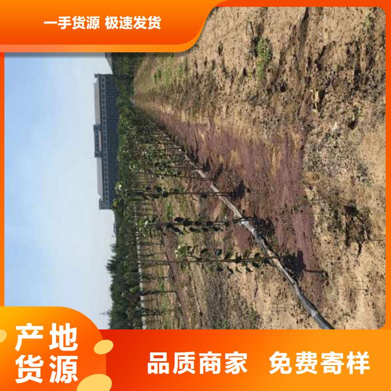 苹果苗梨树苗专业供货品质管控