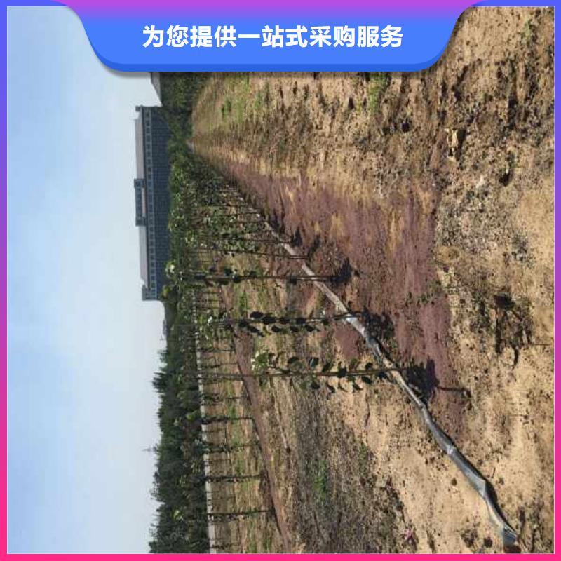 蘋(píng)果苗認(rèn)準(zhǔn)大品牌廠家