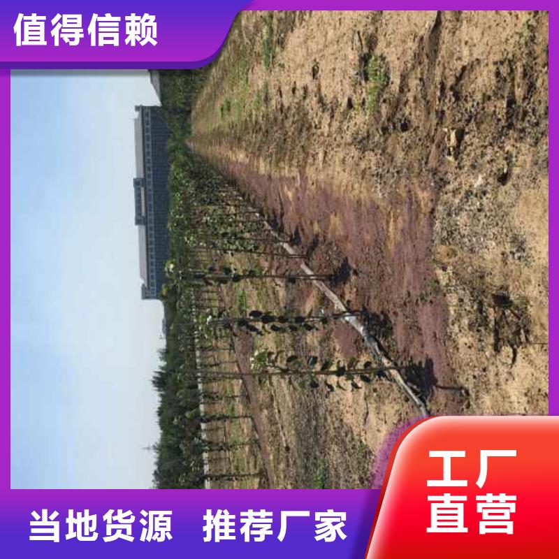 苹果苗桃树苗优良材质