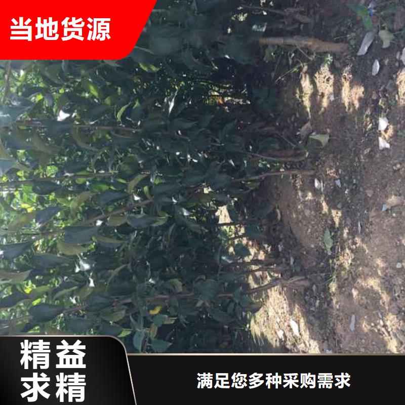 苹果苗,梨树苗精挑细选好货