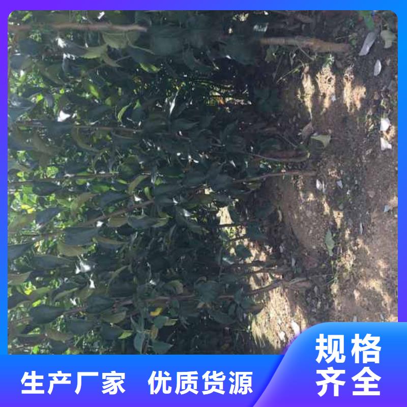 蘋果苗核桃苗誠信可靠