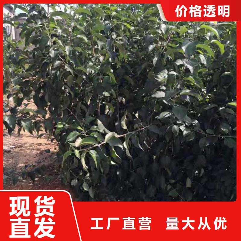 蘋果苗核桃苗歡迎來廠考察