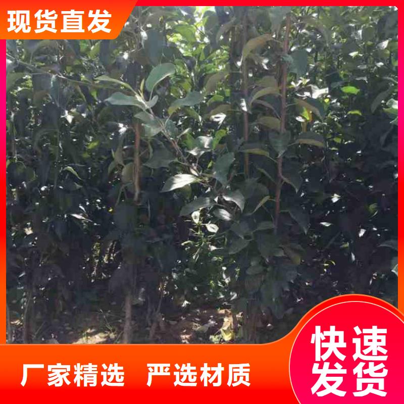 蘋果苗,梨樹苗高性價比