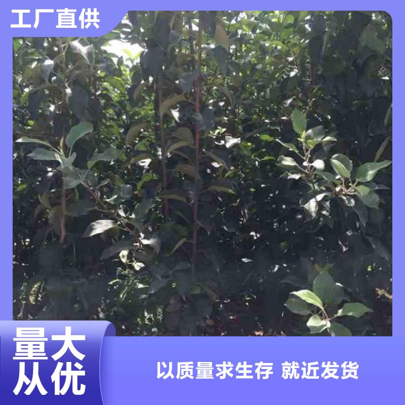 苹果苗,梨树苗精挑细选好货