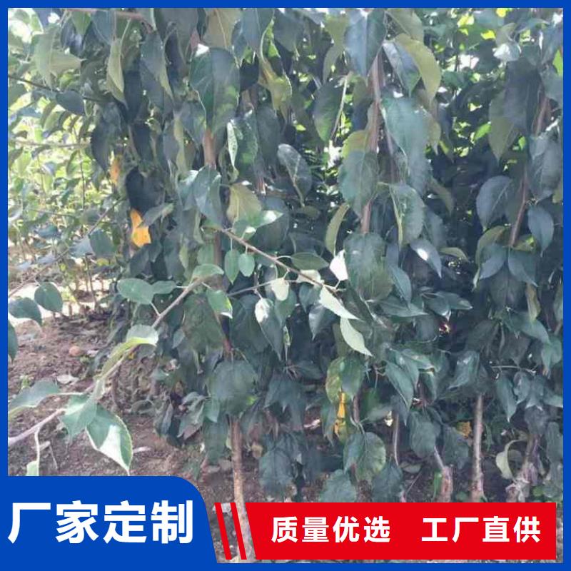 苹果苗,梨树苗精挑细选好货