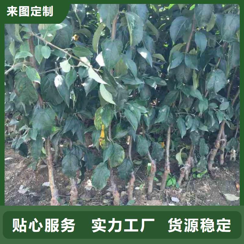 苹果苗认准大品牌厂家
