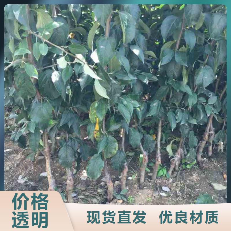 蘋果苗桃樹苗優(yōu)良材質(zhì)