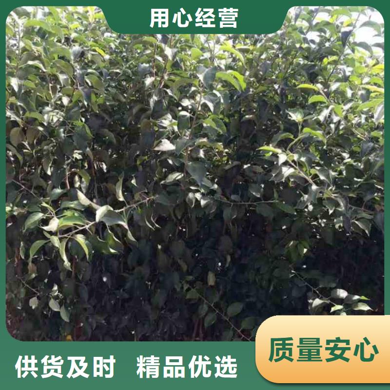 苹果苗梨树苗品质商家