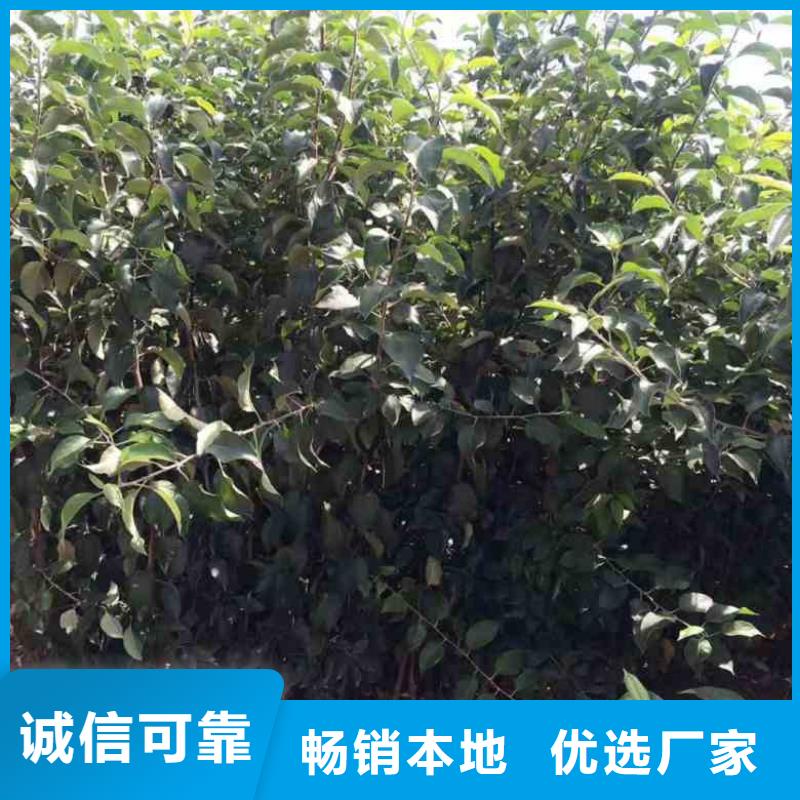 苹果苗葡萄苗多年经验值得信赖