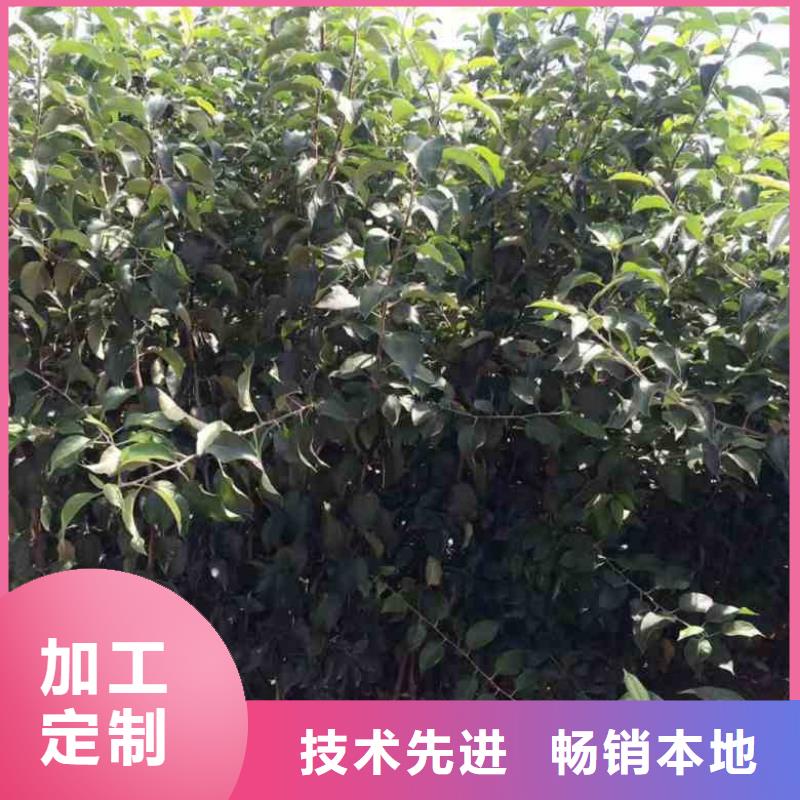 苹果苗梨树苗品质商家