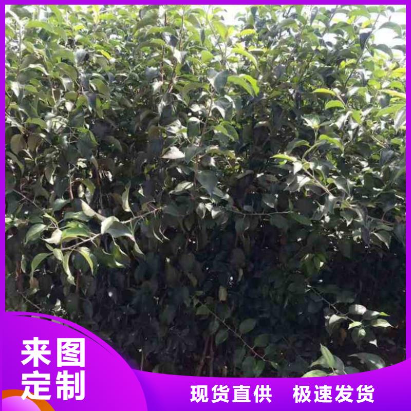 蘋果苗-板栗苗專業(yè)廠家