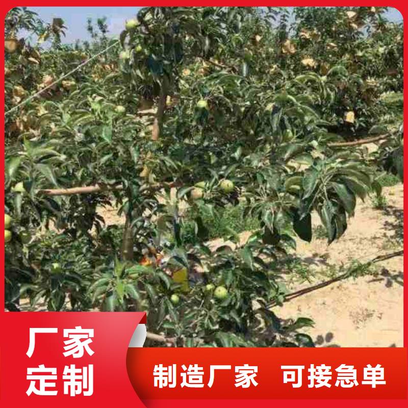 蘋果苗核桃苗精挑細選好貨