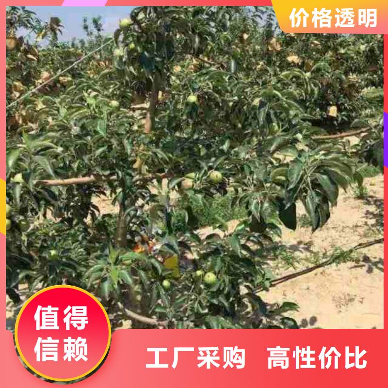 蘋果苗核桃苗精挑細選好貨