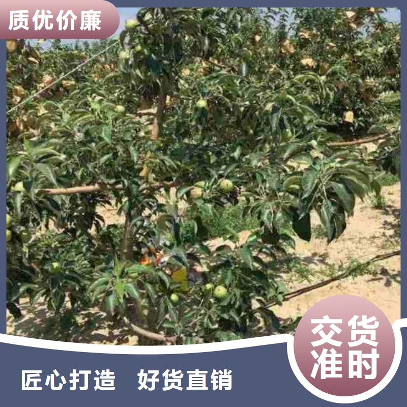 蘋(píng)果苗,花椒苗一站式采購(gòu)商家