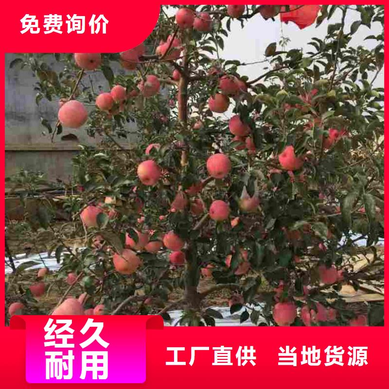蘋(píng)果苗,花椒苗一站式采購(gòu)商家