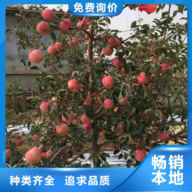 蘋果苗核桃苗精挑細選好貨