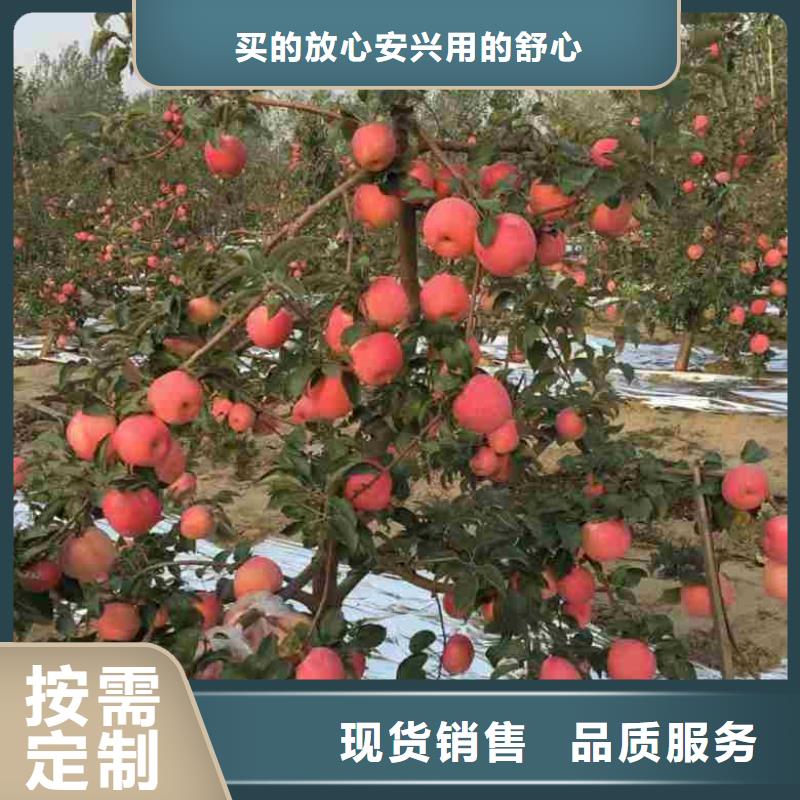 蘋果苗核桃苗精挑細選好貨