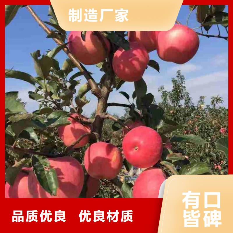蘋果苗核桃苗精挑細選好貨