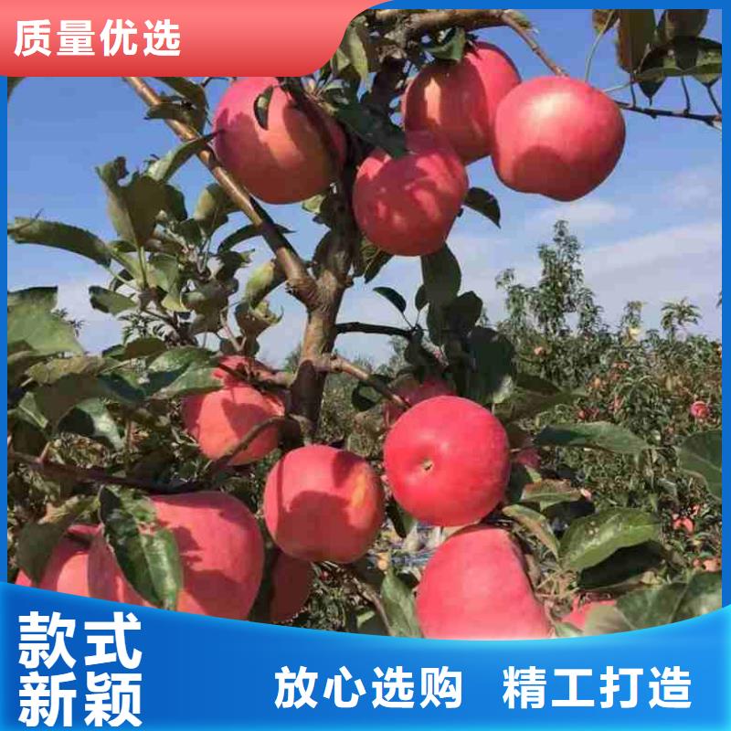 蘋(píng)果苗,花椒苗一站式采購(gòu)商家